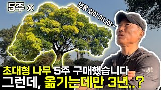 당산나무급 초대형 팽나무는 어떻게 옮길까?