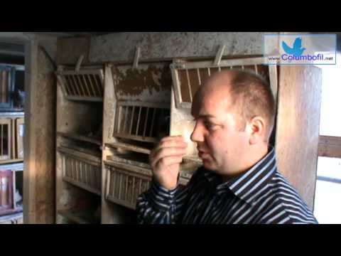 45 de secunde cu meseriasii Oros Bogdan si Burca Ionut - Tratamentul cailor respitarorii la porumbei