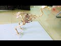 Assemble the chicken skeleton to make a very great model