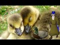 8 Minutes Of Baby Geese And OSRS Music