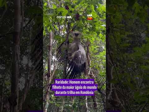 Homem encontra filhote da maior águia do mundo durante trilha em Rondônia