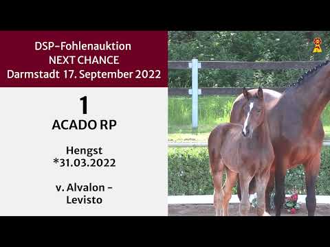 KN 1: Hengstfohlen v. Alvalon / Levisto