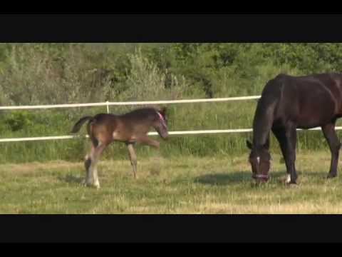 Freedom Hit (Freestyle[Florestan] x Diamond Hit/Roemer) 2012 Oldenburg Colt at 3 Weeks Old SOLD
