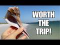 Island Hopping For Sea Shells Shell Key And Egmont Key Gave Me Some Goodies