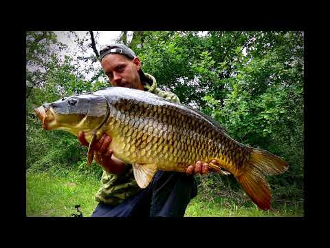 Carpes au Bread Bomb en rivière