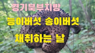 경기북부지방 2023년 10월8일 능이버섯 송이버섯 채취하는 날 능이송이버섯이삭줍기산행