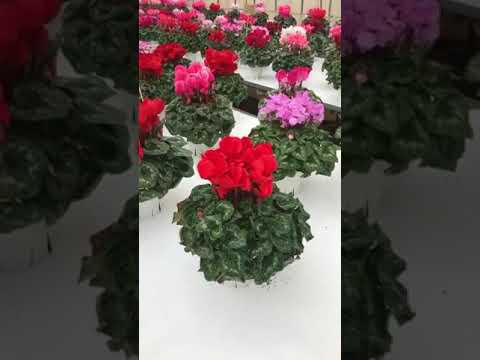 丈夫なシクラメン:春の予感