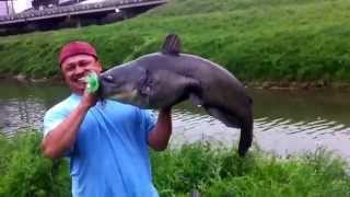 preview picture of video 'Giant catfish in houston bayou  80lbs. Big catfish. Bayou fishing.'