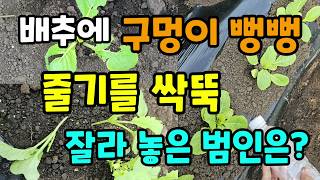 김장배추 무우 구멍이 뻥뻥 줄기를 잘라 놓았을때 이렇게 해주면 간단히 해결~!! #배추벌레퇴치방법
