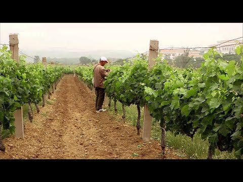 Gelber Drache, roter Wein – Wie Chinesen französische Weingüter aufkaufen.GERMAN DOKU