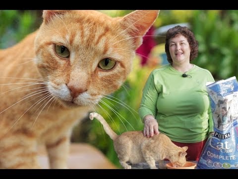 Deworming Cats Naturally: Prevent Roundworms & Tapeworms in Cats