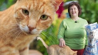 Deworming Cats Naturally: Prevent Roundworms & Tapeworms in Cats