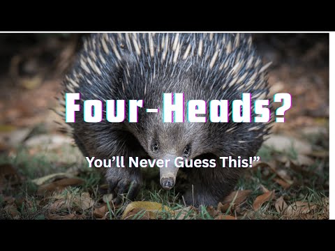 Echidna: The Egg-Laying, Four‑Headed Marvel of Nature