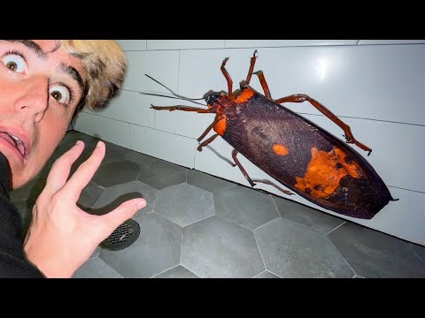 PERCHÈ QUEST’INSETTO GIGANTE È NEL NOSTRO BAGNO? 😱 *non toccare*