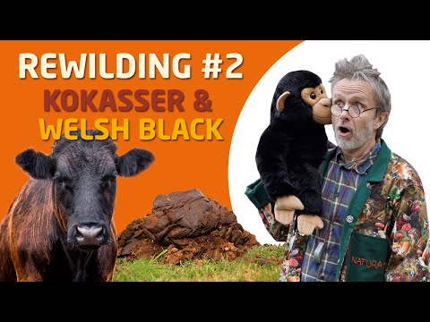 Osvald og professor Hasselmus - Rewilding part 2, Kokasser og Welsh Black