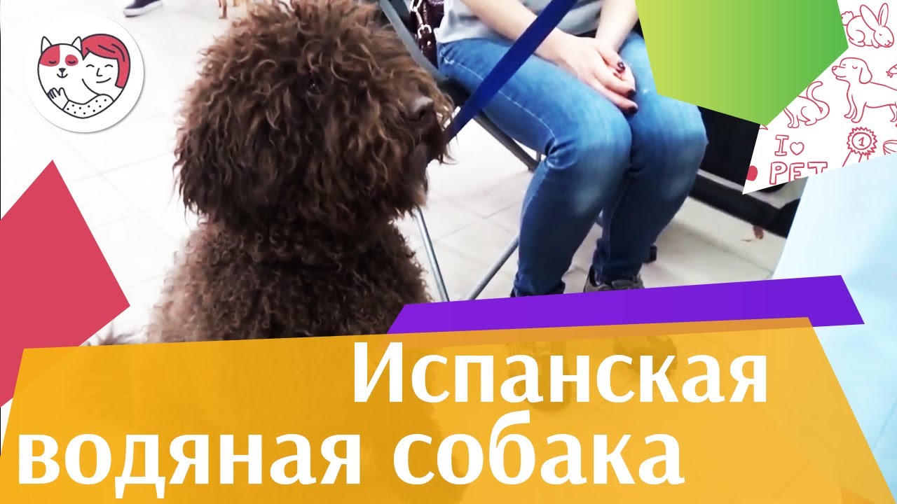 Испанская водяная собака на ilikepet. Особенности породы, уход