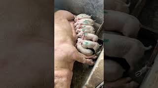 Download lagu Don't compete with each other #cute #baby #pig #viral mp3 Download lagu Don't compete with each other #cute #baby #pig #viral mp3