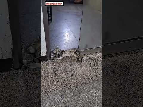 🐱🚪 Mèo Ngủ Trước Cửa Và Cái Kết Bất Ngờ 😱#shorts #giaitri #review