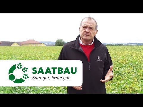 Die passende Nachfrucht für Eiweißpflanzen auf ökologischen Vorrangflächen