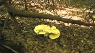preview picture of video 'Rabun Bald - Bartram Trail hike 8-31-10'