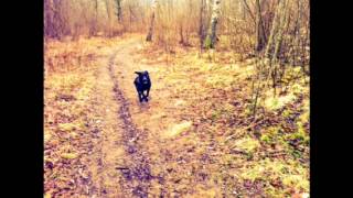 Innan löven faller - Raubtier cover