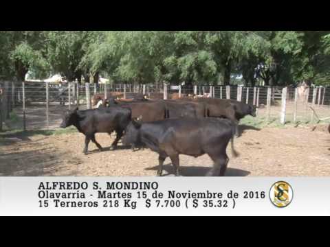 15-11-16 Venta de Invernada - Alfredo S. Mondino - Olavarria.