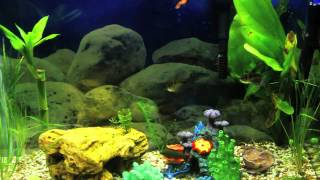 Peaceful - Fresh Water Fish Tank (Ambient Music)