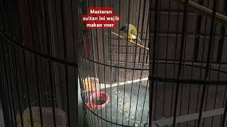 Download lagu Masteran sultan wajib makan voer kalau pengen gacor mp3 Download lagu Masteran sultan wajib makan voer kalau pengen gacor mp3