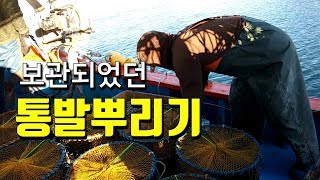 금어기이후 통발을 싣고가 줄에 통발을 끼워 뿌리기