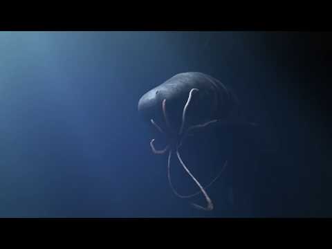 Sperm whale Vs giant squid: clash of the titans