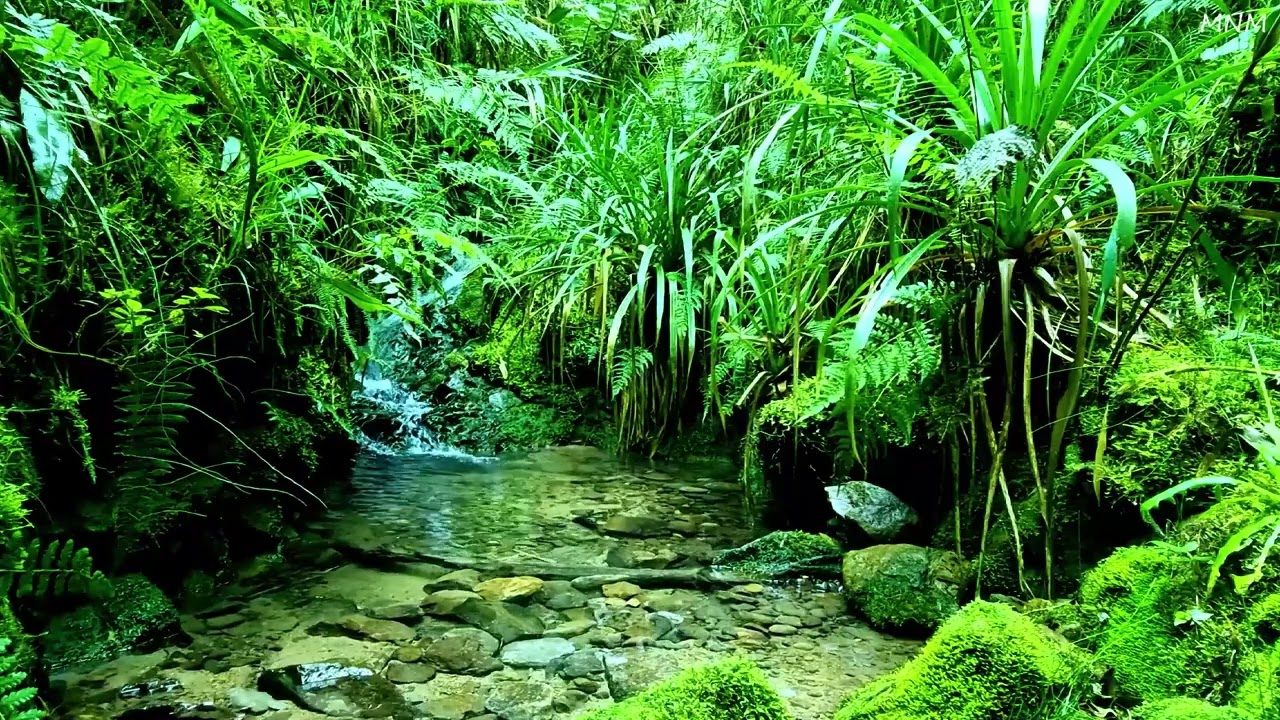 Birdsong with Spring Water Sound Early in the Morning, Melodies of Nature