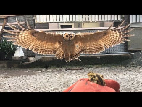 Strix seloputo Spotted Wood Owl amazing fly slow motion