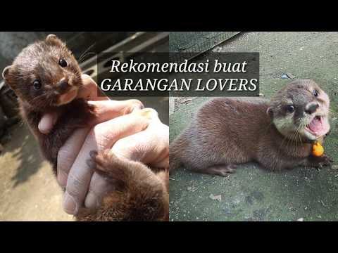 , title : 'Cerpelai / Mink VS Otter || indonesian mountain weasel'
