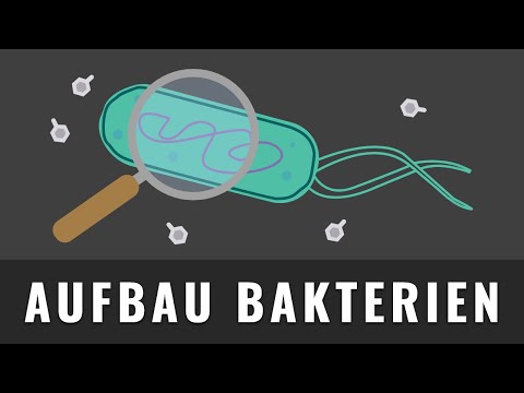 Structure of bacteria | Drawing bacterial cells | Biology Abitur