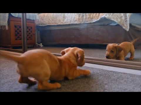 Darpan ke samne dog ka reaction