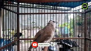 Download lagu pancingan trucukan ropel panjang || trucukan bahan pasti nyaut. mp3