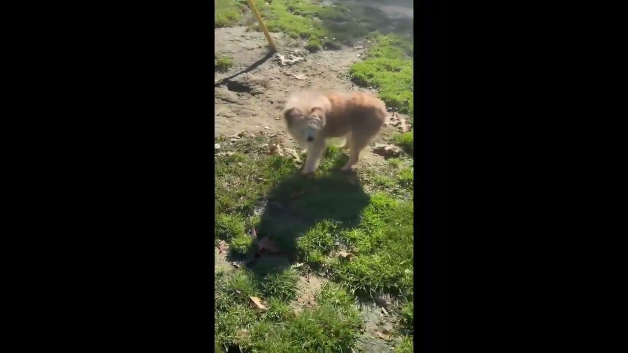 Enlarge Moon, a Adoptable mixed breed in Shippenville, PA video 5/6