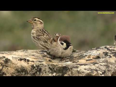 GORRIÓN MOLINERO | TREE SPARROW | Passer montanu
