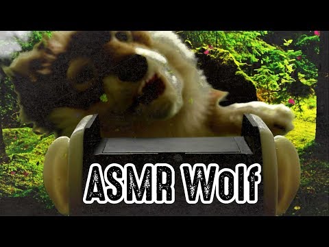 A terrifying wolf bites your ears - binaural ASMR
