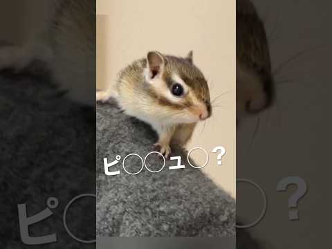 園芸 シマリス、Respountchoous