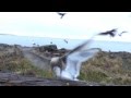 Seagulls Love Pizza