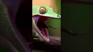 Download lagu Gecko mp3 Download lagu Gecko mp3