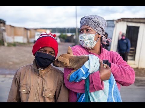 Meet Plett's happy dogs