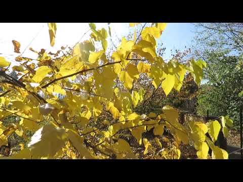 Morus alba morušovník bílý