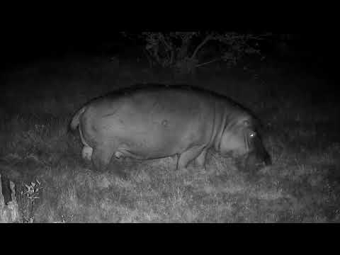 Djuma: Hippos out of water grazing - 04:45 - 07/14/2022