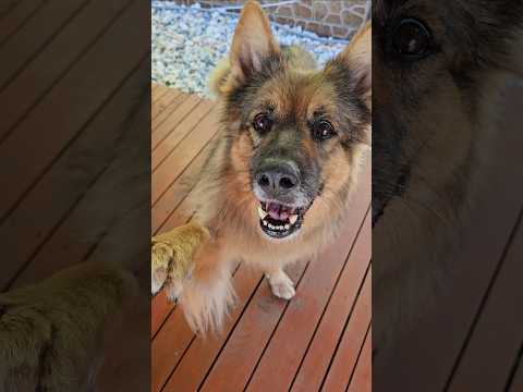 Arciu can lift his paws high