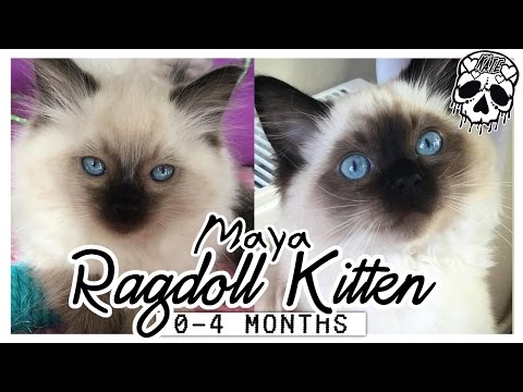 Maya - Seal Pointed Ragdoll Kitten - From 0-4 months old!