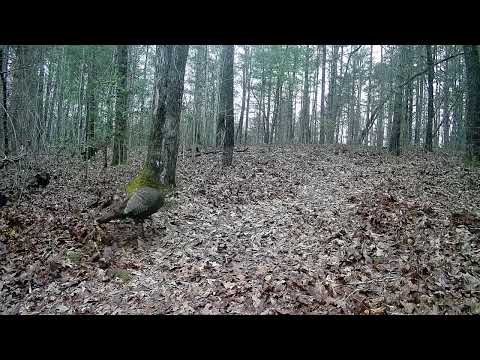 Deer and Wild Turkey Hang Together Part 2