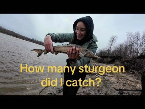 North Saskatchewan River fishing ? - how many sturgeons did I catch?? 