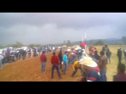 Tercia Coronita vs loba vs mulita